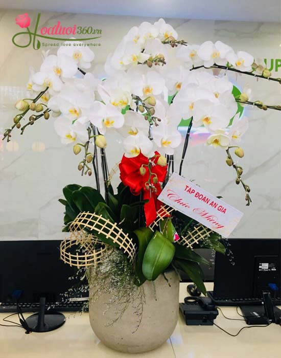 Chậu lan hồ điệp trắng Chậu lan hồ điệp trắng